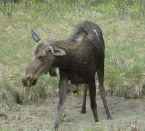 A moose by the roadside in Kootenay National Park