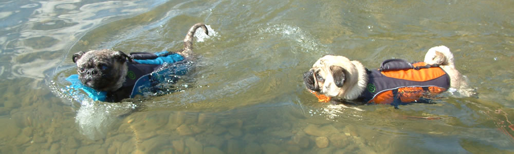 Dogs Swimming in Columbia Lake