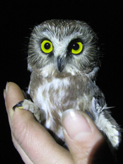 Saw-whet owl (photo by Heather Gates)