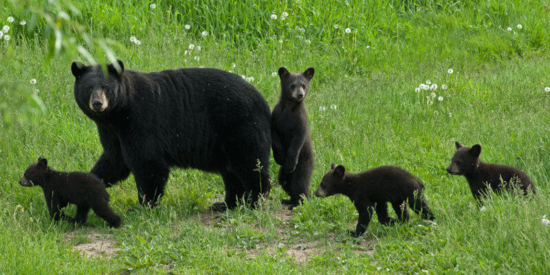 Black bear family