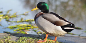 Duck